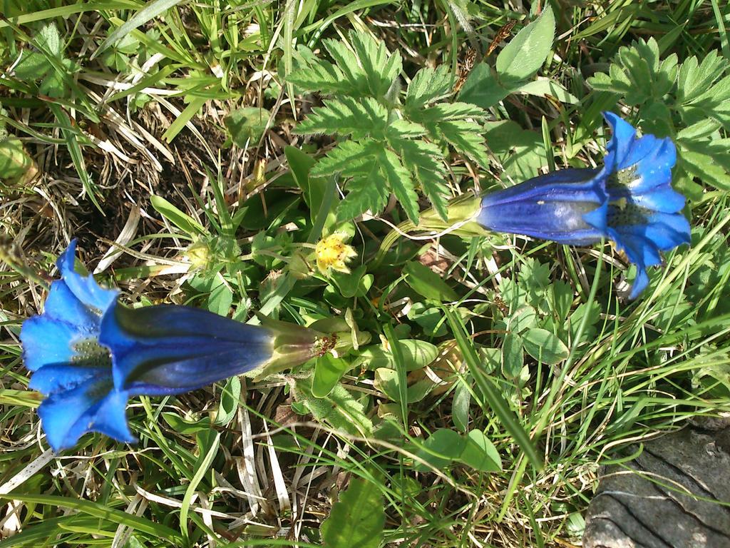 B&B La Genzianella Perarolo di Cadore Экстерьер фото